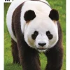 1.000-delige puzzel "Pandas" - vanaf 12 jaar