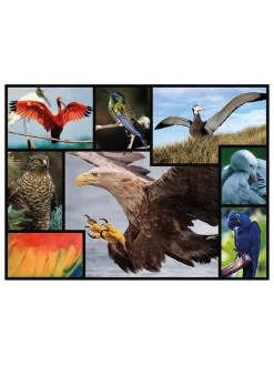 1.000-delige puzzel "Vogels" - vanaf 12 jaar